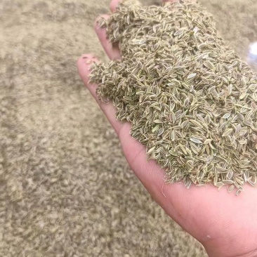 当归种子，阴干无杂质，过风选干净的
