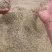 当归种子，阴干无杂质，过风选干净的