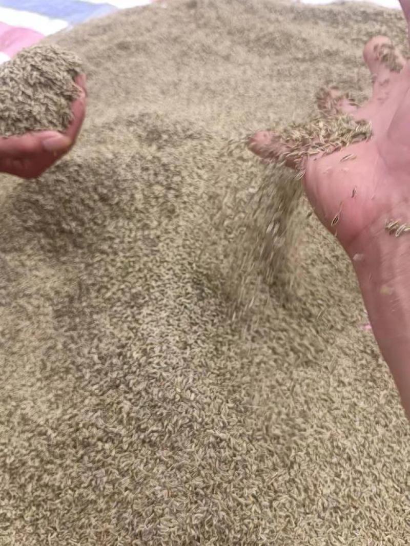 当归种子，阴干无杂质，过风选干净的