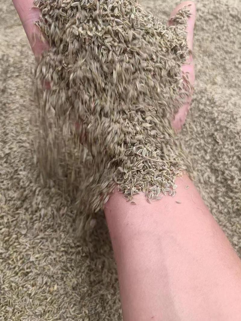当归种子，阴干无杂质，过风选干净的