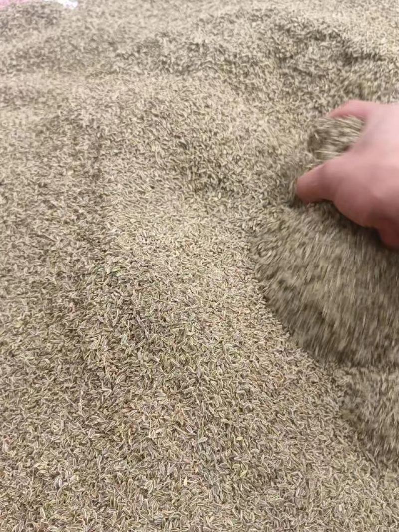 当归种子，阴干无杂质，过风选干净的