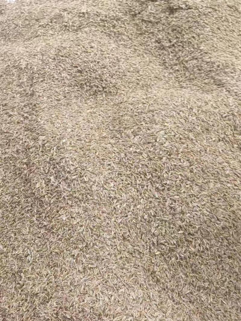 当归种子，阴干无杂质，过风选干净的
