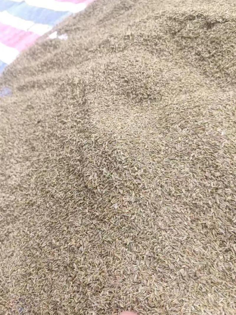 当归种子，阴干无杂质，过风选干净的