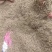 当归种子，阴干无杂质，过风选干净的