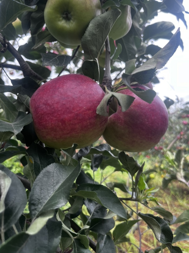 自家果园华硕苹果大量有货现货欢迎联系