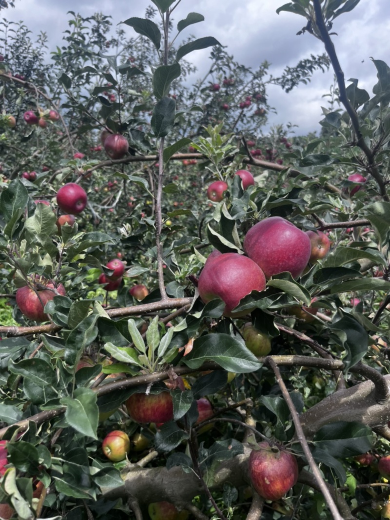 自家果园华硕苹果大量有货现货欢迎联系