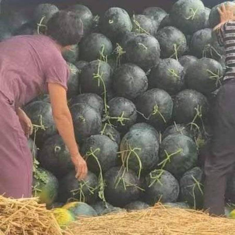 黑无籽西瓜