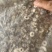 牡丹皮片子