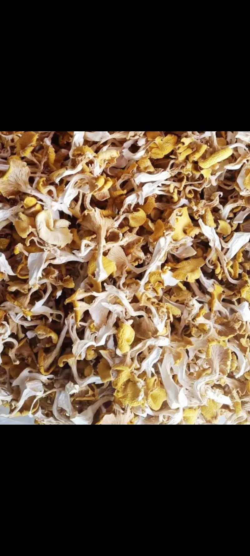 黄丝菌
