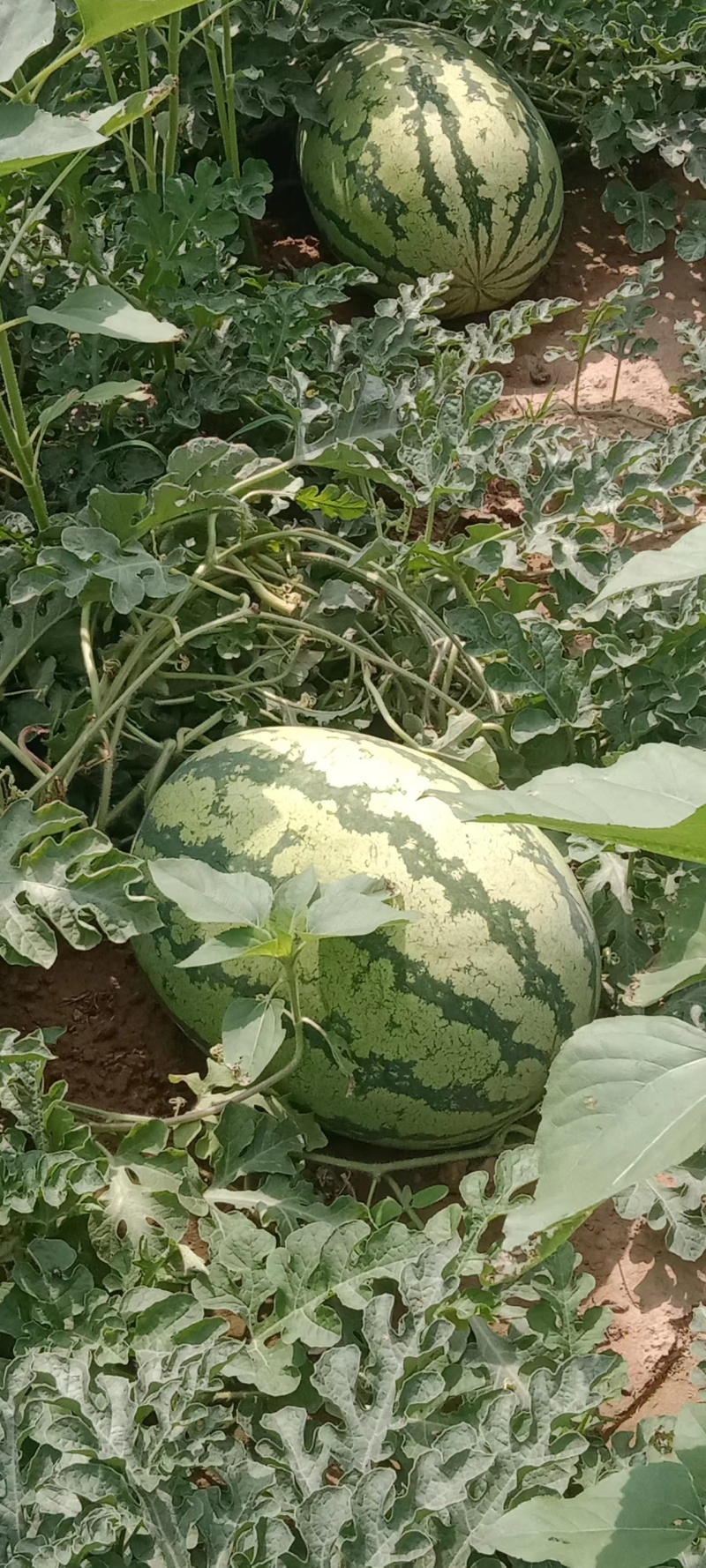 沙地西瓜