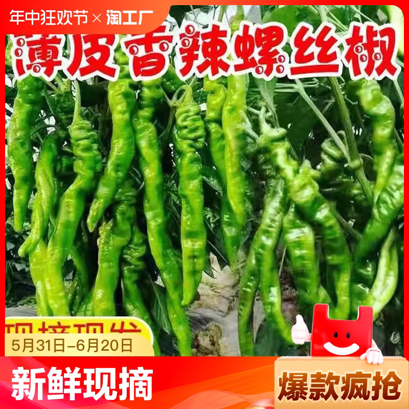 龙椒产地看货论价支持视频看货打款发货量大从优