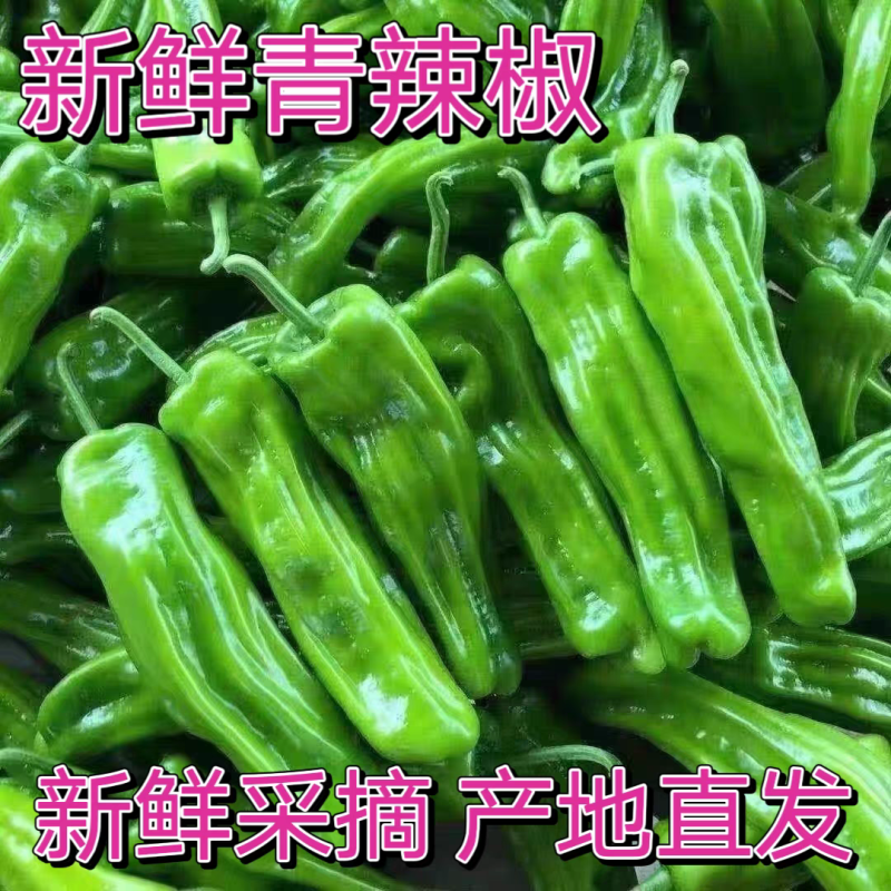 龙椒产地看货论价支持视频看货打款发货量大从优