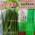 四川龙盛贡菜种子尖叶贡笋种籽云南莴笋种子脆嫩绿皮绿肉耐寒