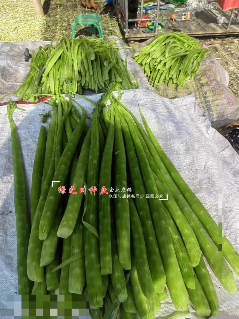 四川龙盛贡菜种子尖叶贡笋种籽云南莴笋种子脆嫩绿皮绿肉耐寒
