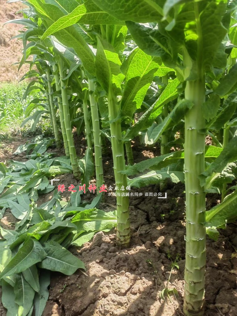 四川龙盛贡菜种子尖叶贡笋种籽云南莴笋种子脆嫩绿皮绿肉耐寒