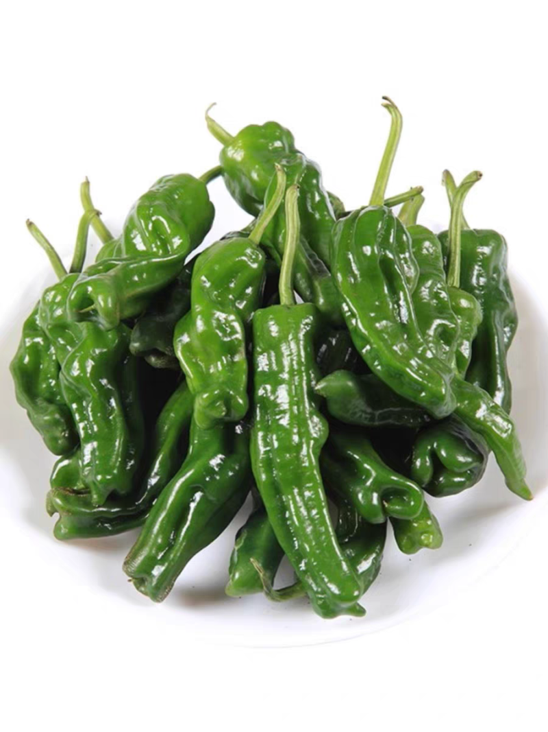小皱皮辣椒皱皮椒产地看货论价高山蔬菜品质不用怀疑