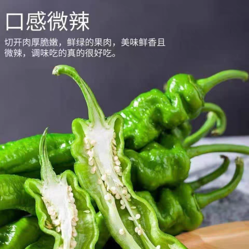 苏椒高山辣椒产地看货保质保量高山蔬菜品质不用怀疑