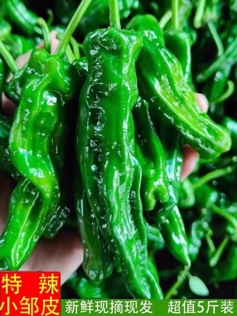 苏椒高山辣椒产地看货保质保量高山蔬菜品质不用怀疑
