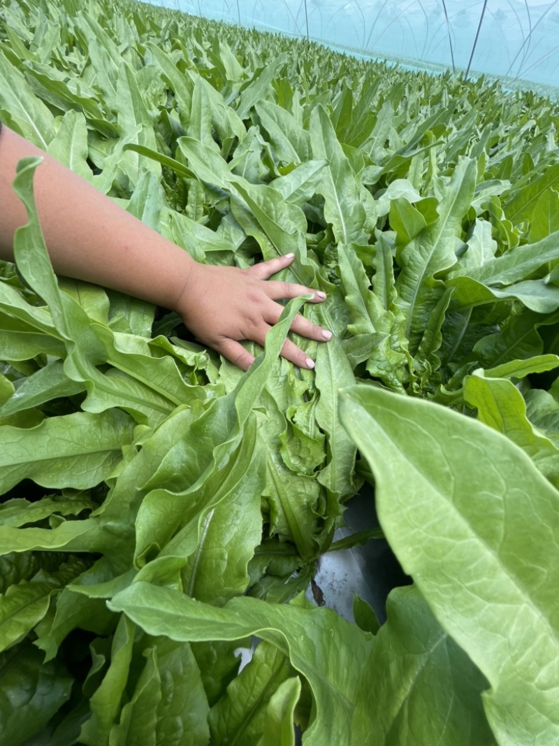 精品油麦菜