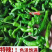 皱皮椒产地看货论价保质保量关系订购售后无忧