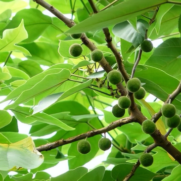 大量出售构叶树果实