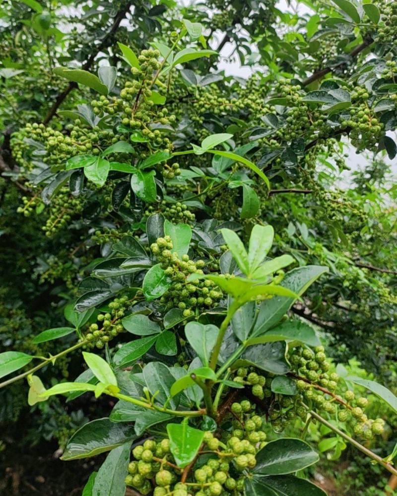 攀枝花青花椒（价格可刀）