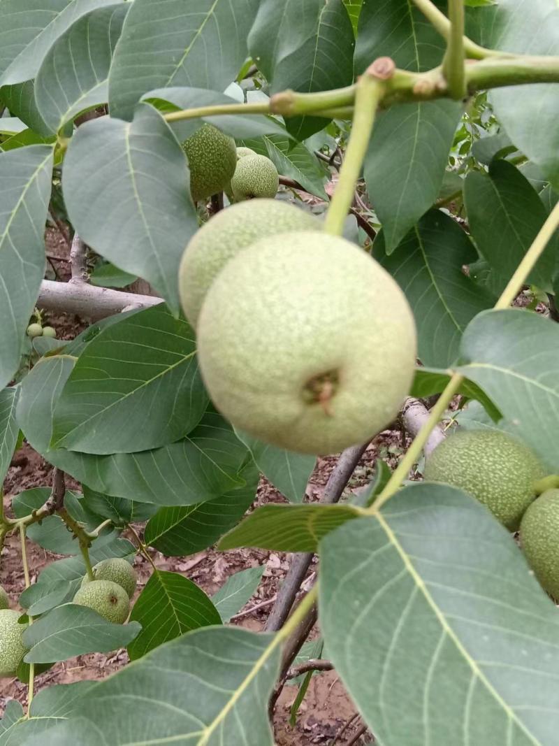 我们的礼品2号核桃，来自大山深处口感香甜，皮薄瓤子饱满。