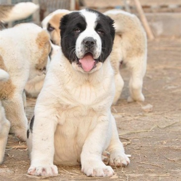 大型杂交犬护卫犬