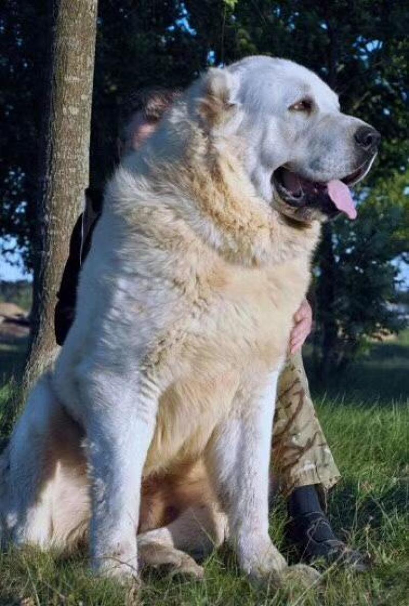 大型杂交犬护卫犬