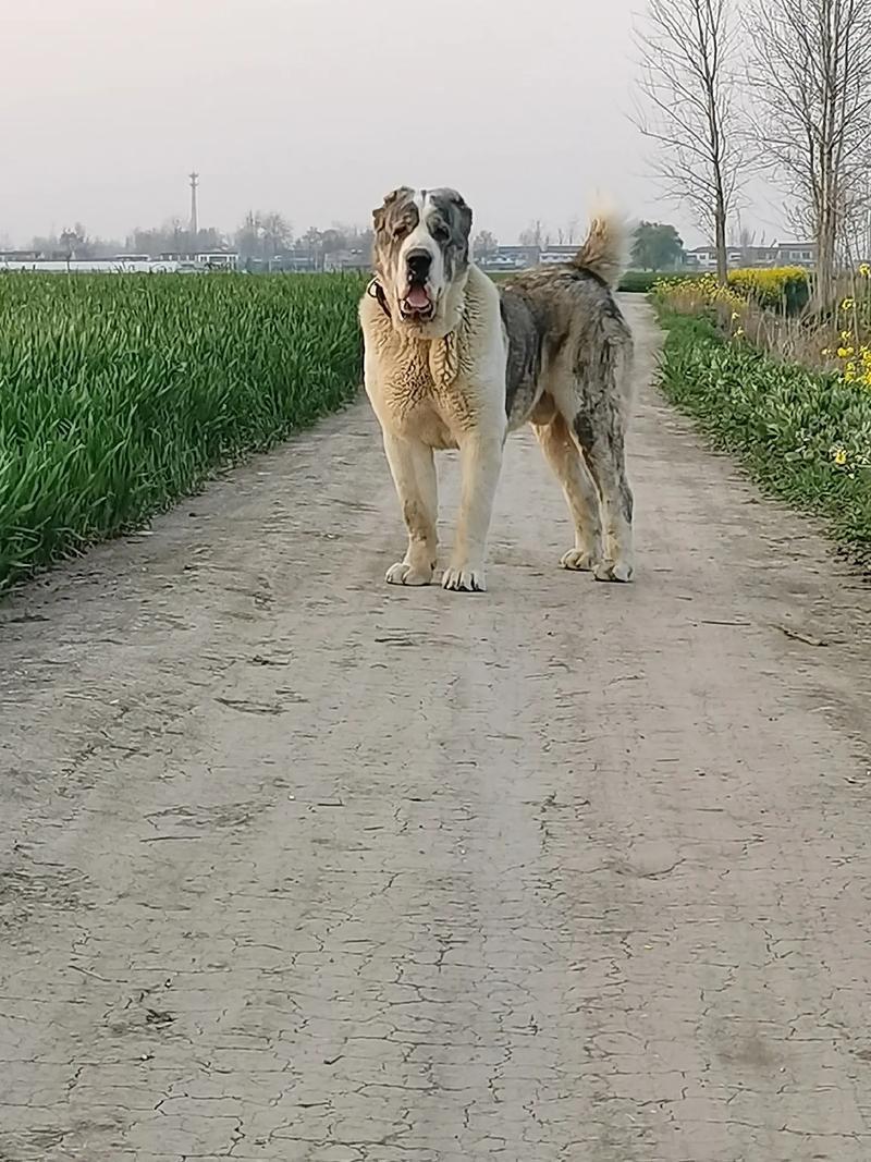 大型杂交犬护卫犬