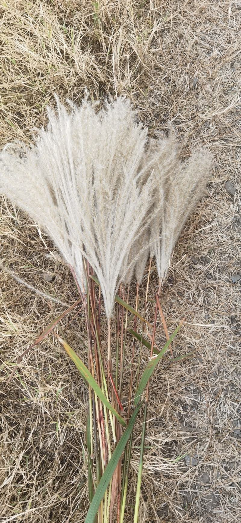 荻花芦荻苗芦苇花