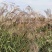 荻花芦荻苗芦苇花
