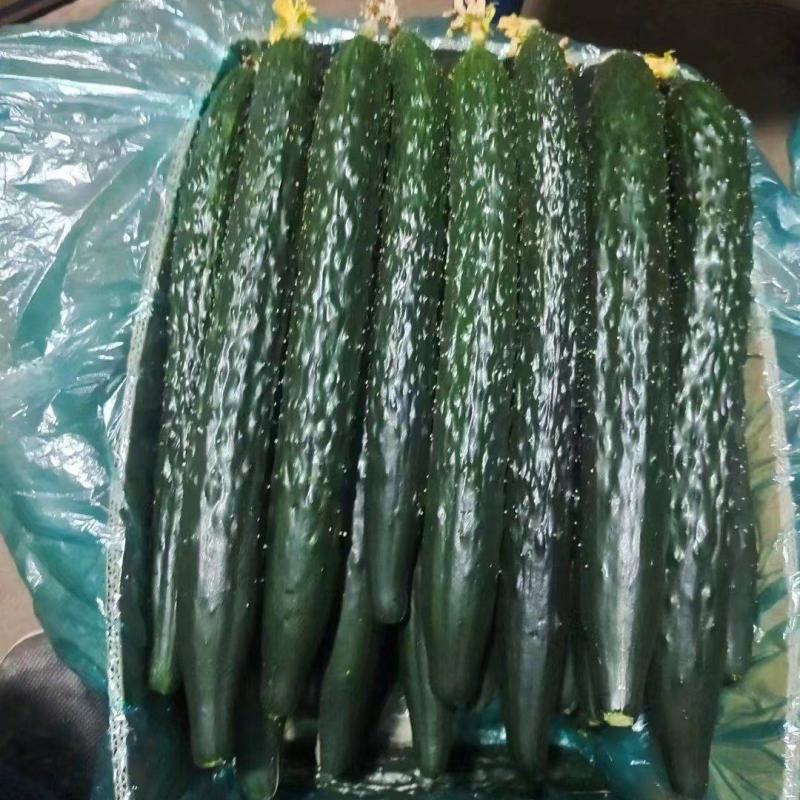 精品刺黄瓜，产地直发量大从优，欢迎给大佬咨询！
