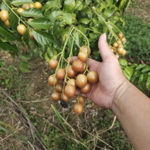 广西钦州正宗黑金刚