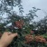 韩城大红袍干花椒叶