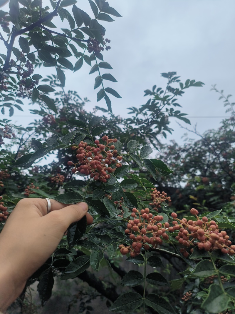 韩城大红袍干花椒叶