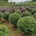 紫花三角梅球：高度1米冠幅1米