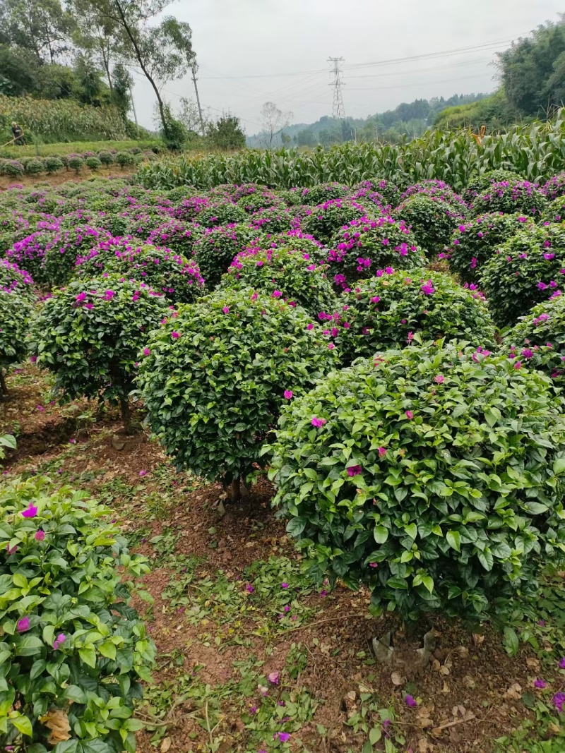 紫花三角梅球：高度1米冠幅1米