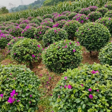 紫花三角梅球：高度1米冠幅1米