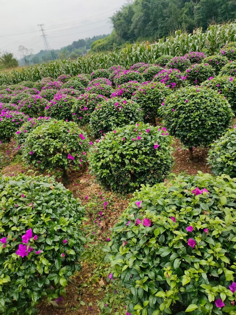 紫花三角梅球：高度1米冠幅1米