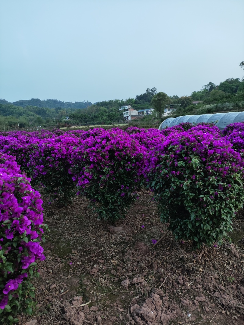 紫花三角梅球：高度1米冠幅1米
