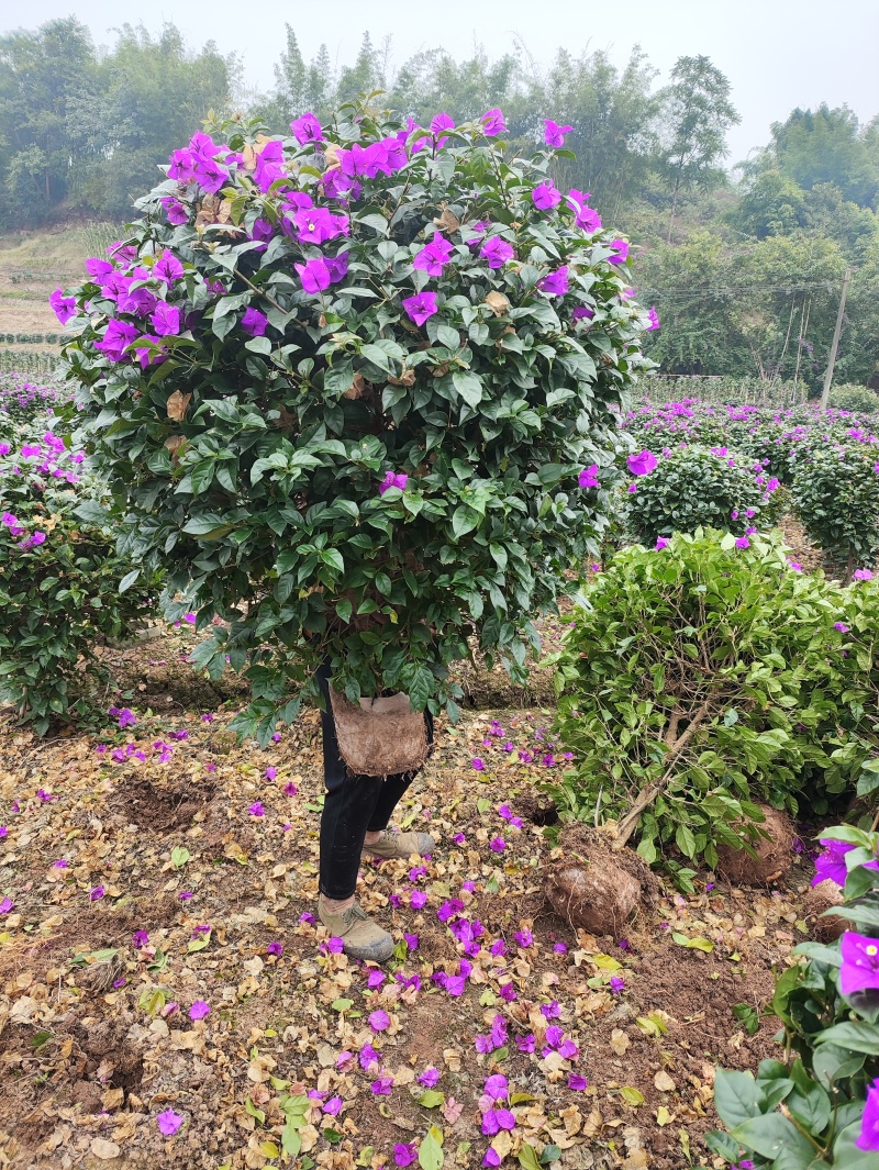 紫花三角梅球：高度1米冠幅1米