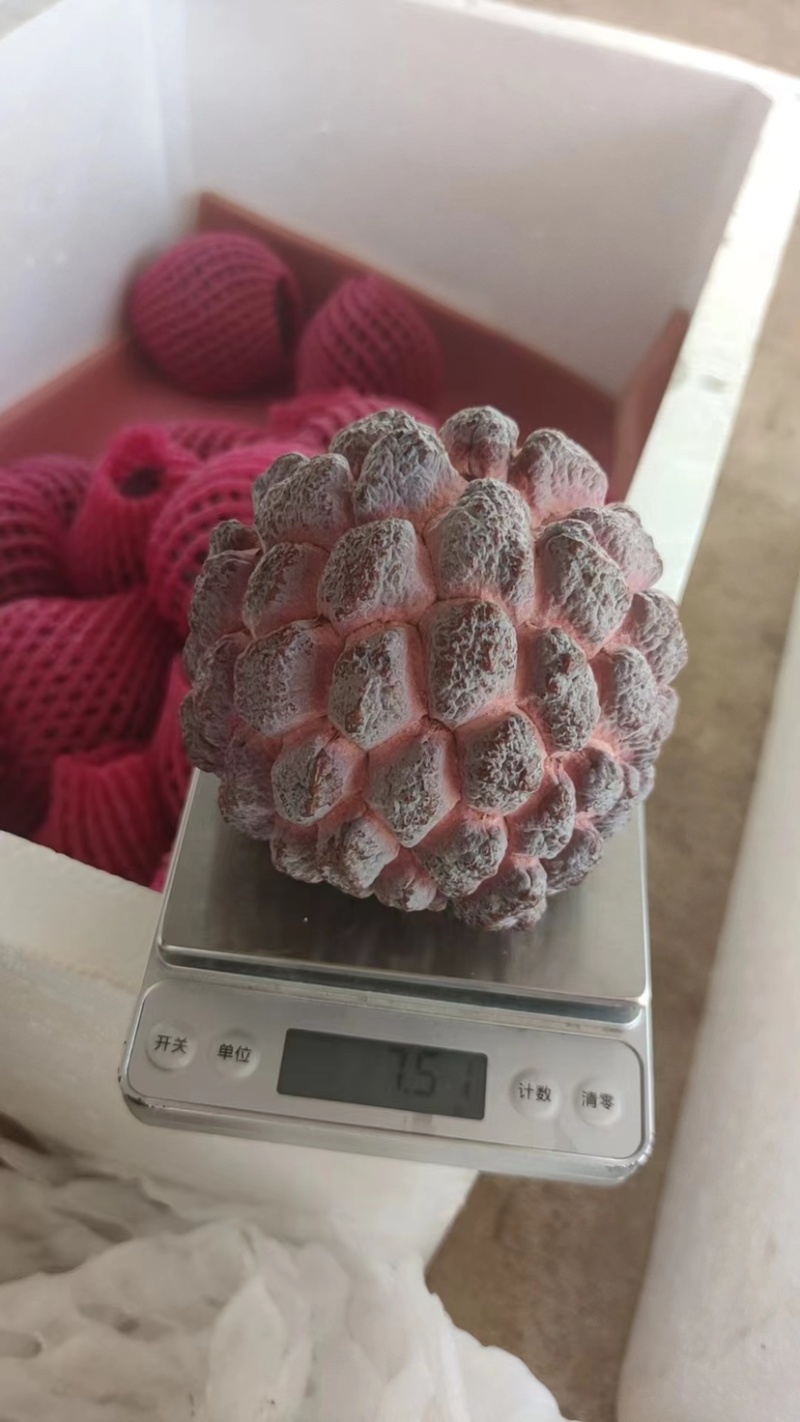 玫瑰释迦，产地一手货源，对接批发市场，社区团购