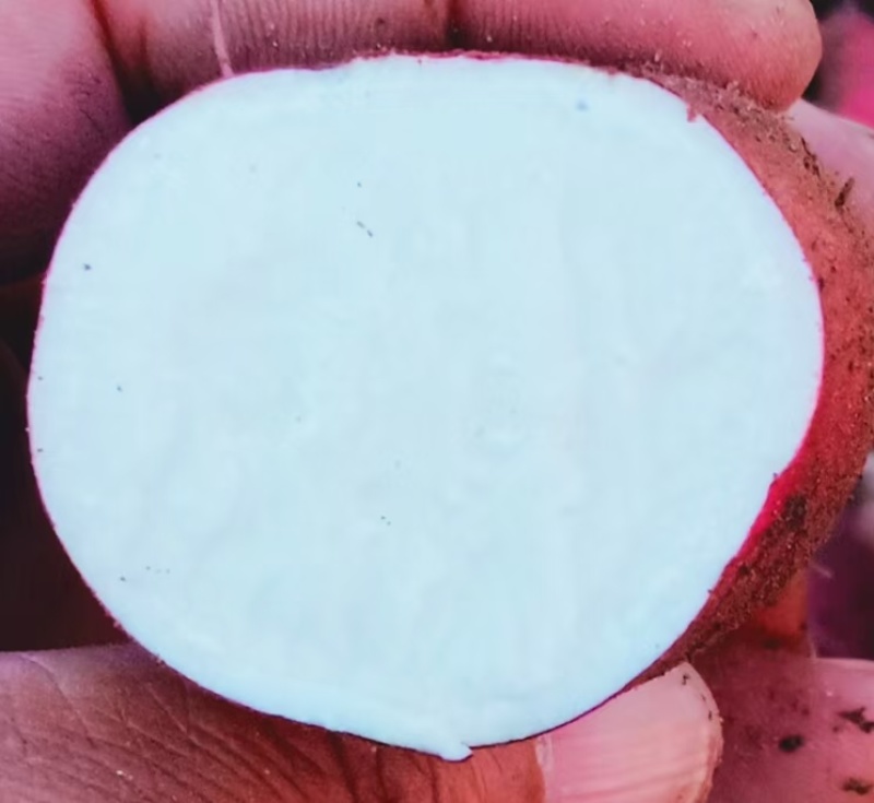 我们产地有精品红薯，货源充足，质量保证，需要的客户联系我