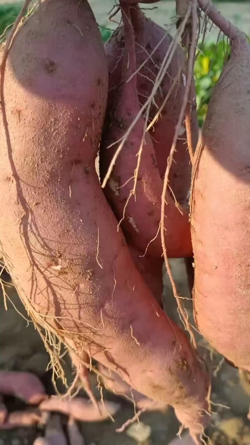 我们产地有精品红薯，货源充足，质量保证，需要的客户联系我