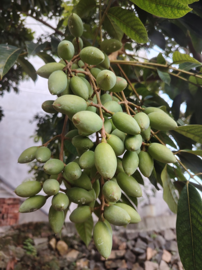 福建闽清24年橄榄，口感特雅，回甘甜。大量供应，价格优惠
