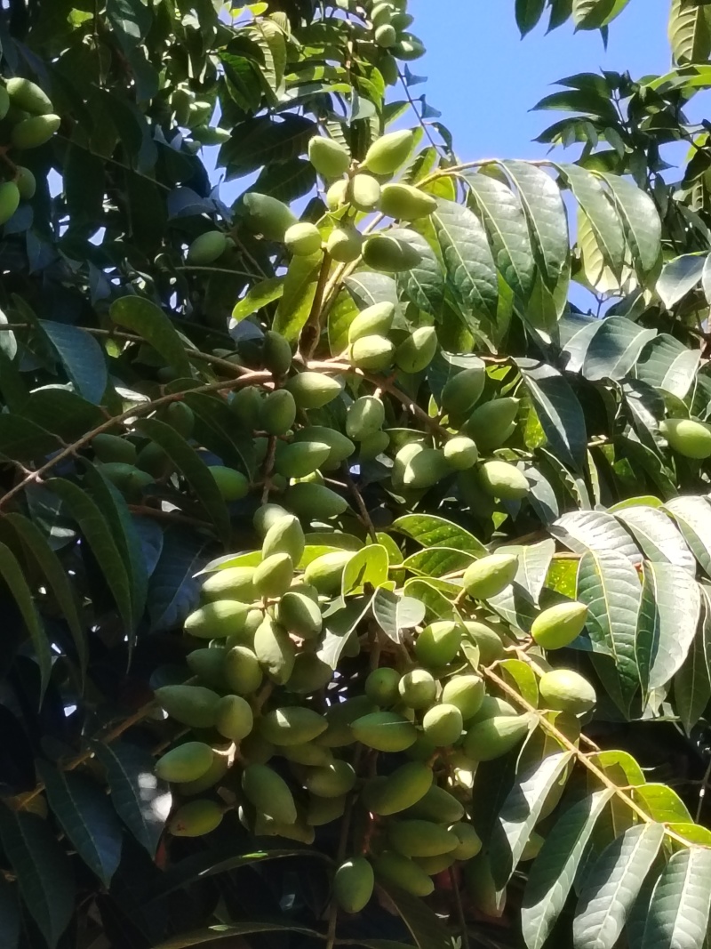 福建闽清24年橄榄，口感特雅，回甘甜。大量供应，价格优惠