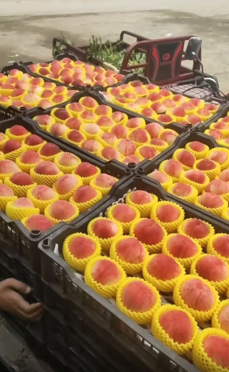 离合红久宝水蜜桃