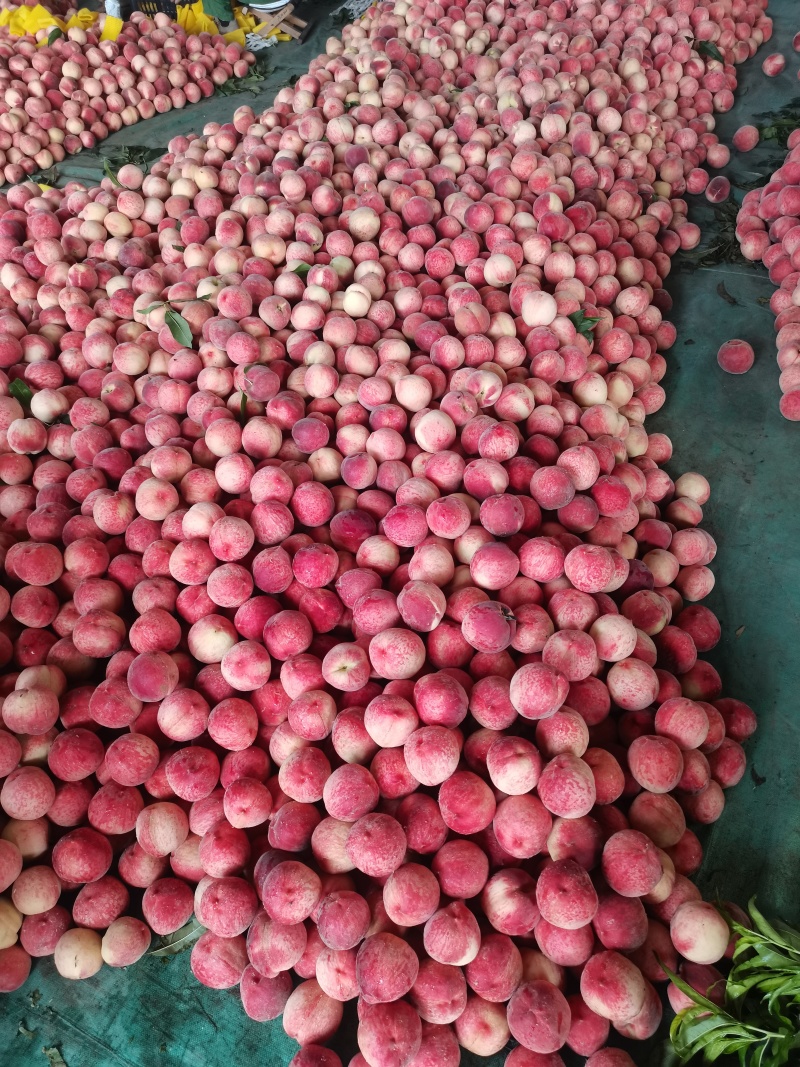 离合红久宝水蜜桃