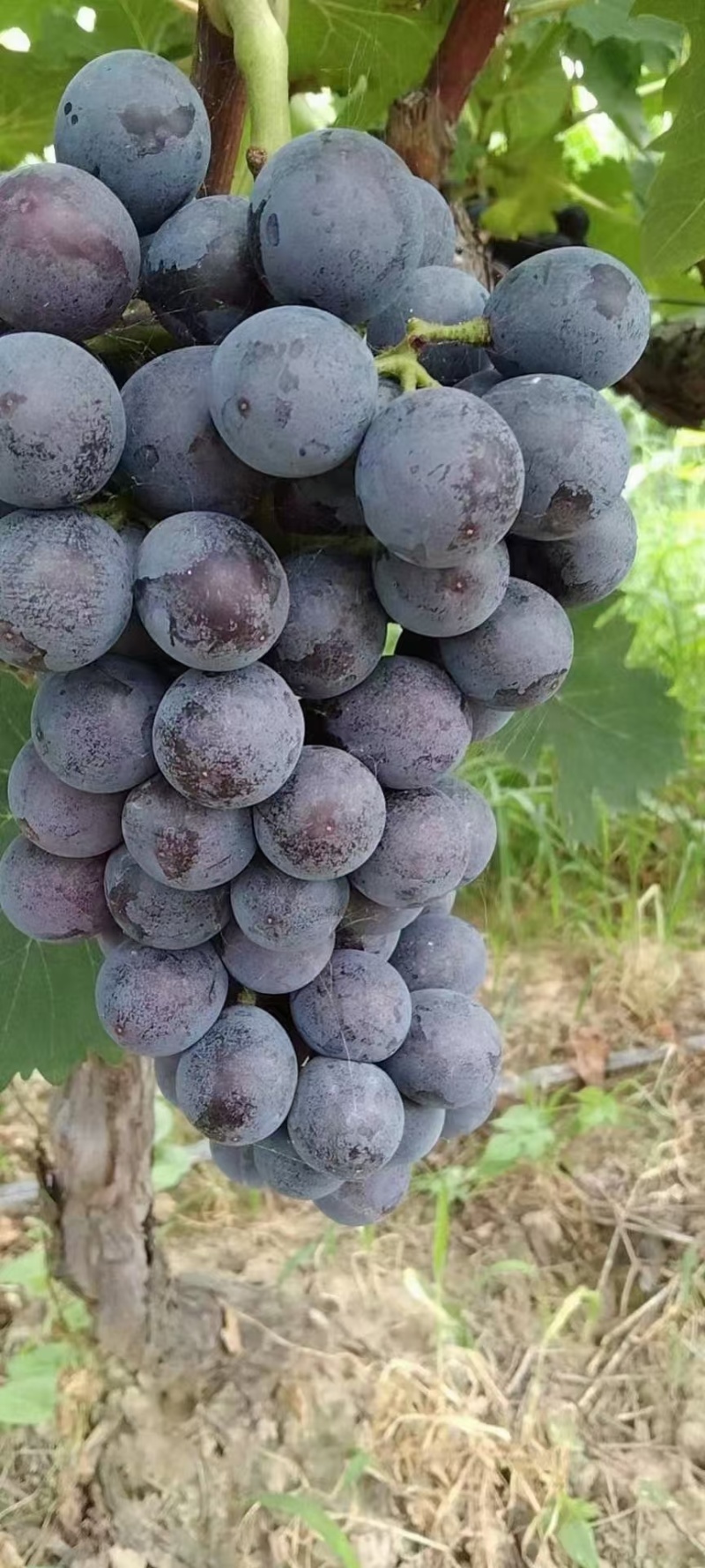 早夏葡萄